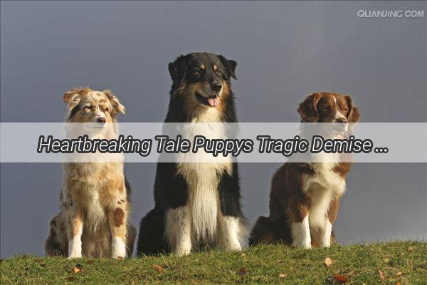 Heartbreaking Tale Puppys Tragic Demise on a Busy City Street Leaves a Community in Mourning